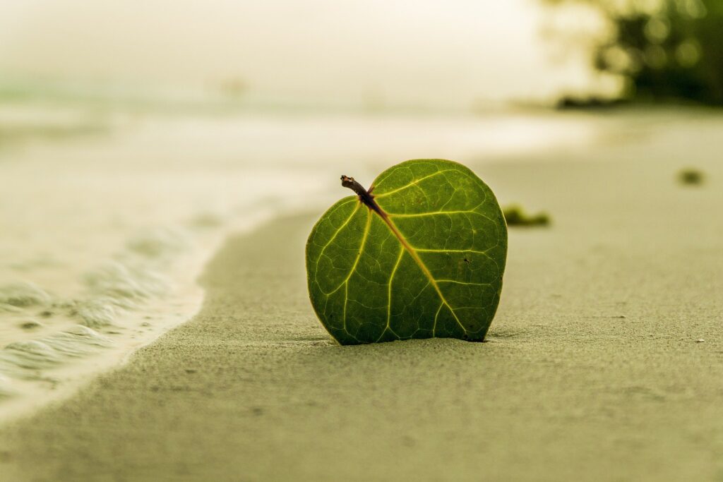 Leaf on the beach